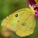 image of animal