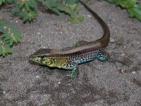image of whiptail