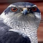 image of bird