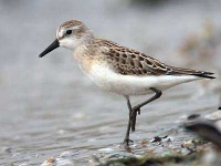 image of animal