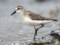 image of sandpiper #17