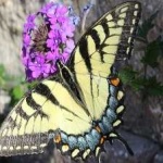 image of animal