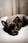 image of animal