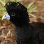 image of bird
