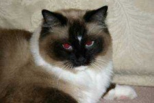 image of animal