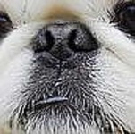 image of dog_nose