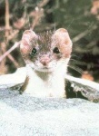 image of weasel