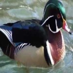 image of wood_duck #4