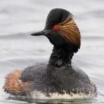 image of bird