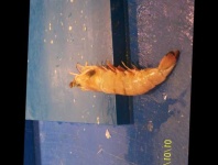 image of fish