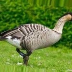 image of bird
