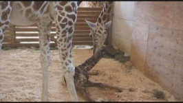 image of animal