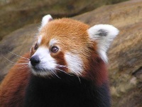 image of animal