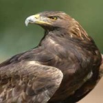 image of bird