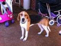 image of english_foxhound