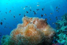 image of reef