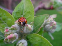 image of ladybug