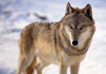 image of animal