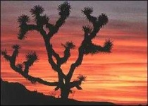 image of joshua_tree