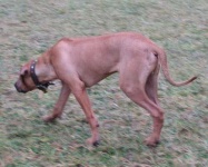 image of rhodesian_ridgeback