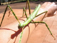 image of walking_stick
