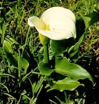 image of giant_white_arum_lily #11