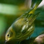 image of bird