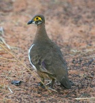 image of grouse #26