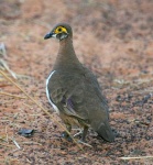 image of ruffed_grouse #26