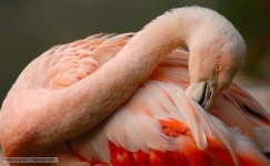 image of animal