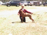image of vizsla