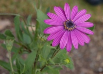 image of flower