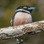 image of bird