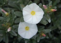 image of flower