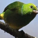 image of bird