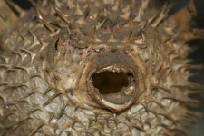 image of puffer