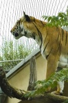 image of tiger