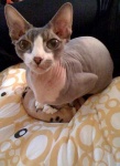 image of animal