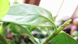 image of house_plant