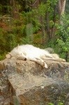 image of white_wolf
