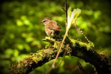 image of animal