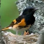 image of american_redstart #11