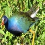 image of bird