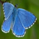 image of animal