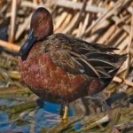 image of teal_duck #20