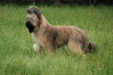 image of briard