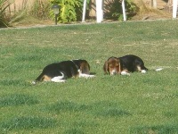 image of beagle