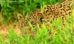 image of jaguar_car