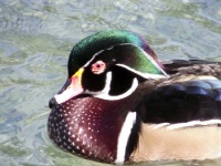 image of animal