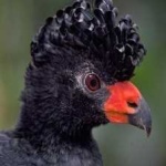 image of bird